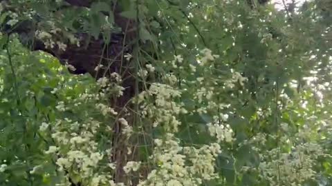 Small white flowers on a tree