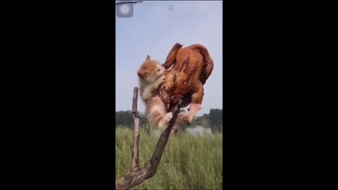 Funniest Animal Clip | Clips4u