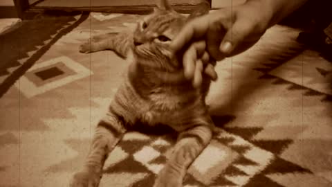 Cat got some massage ;)