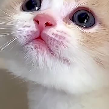 Cute cat needs milk