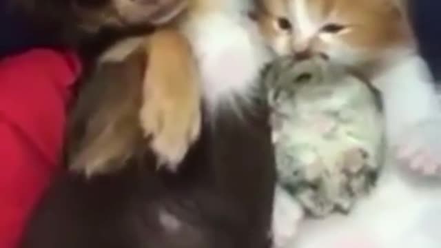 puppy and kitten hugging hamster sleeping