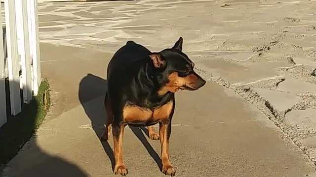 Dog Encouraged To Go Down The Stair Steps