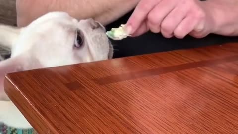 Very Vocal Doggy Demanding Some Dinner