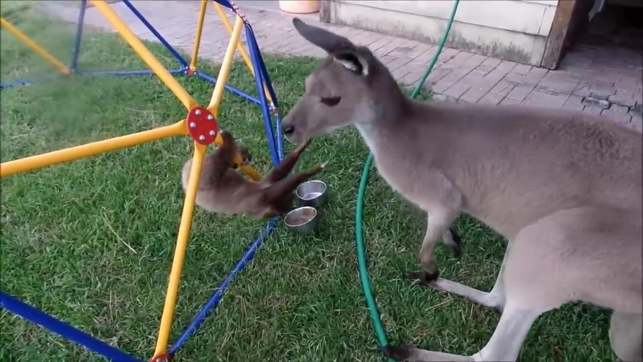 Baby sloths being sloths