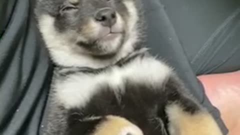 A video of a cute puppy in deep sleep.