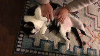 Kneading The Kitty In Order To Make 'Cat Bread'