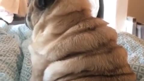 fat dog