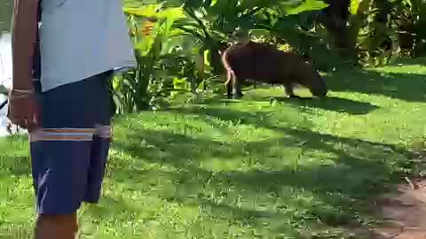 Tentando chegar perto da capivara