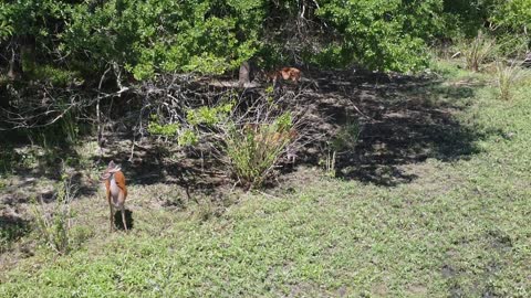 Log House Deer