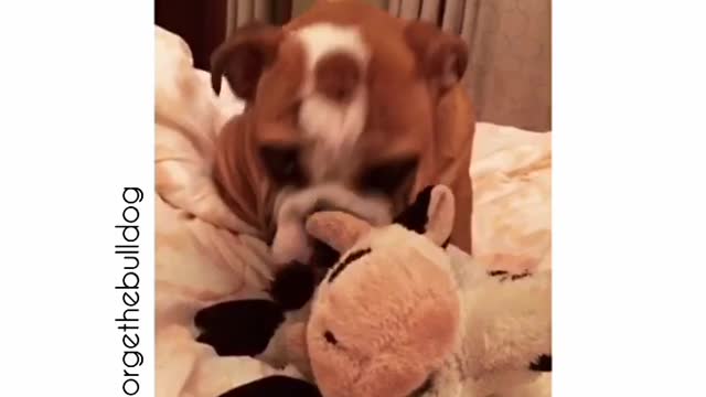 Bulldog puppy farts!!