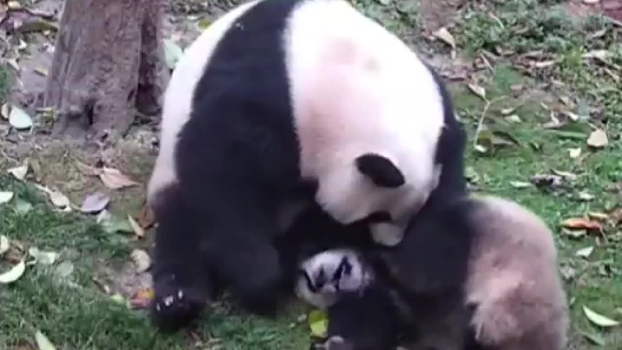 Growing up baby panda