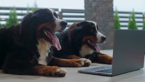 Funny dogs using laptop |