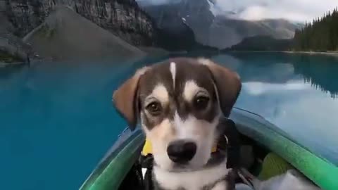 The dog is a traveler🔥🔥🔥