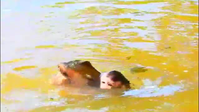 007 MOMMY MONKEY FIND HER BABY IN THE WATER-MonkeyAnimals