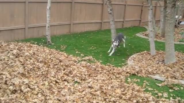Funny siberian husky spent its time on playing in leaves