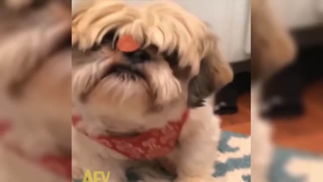 compilation of funny dog cat moment