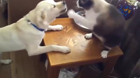 Cat vs dog. You laugh = you lose