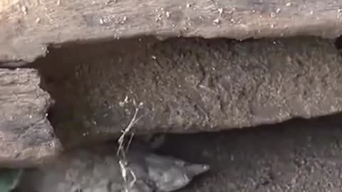 Snake attack to lizard death