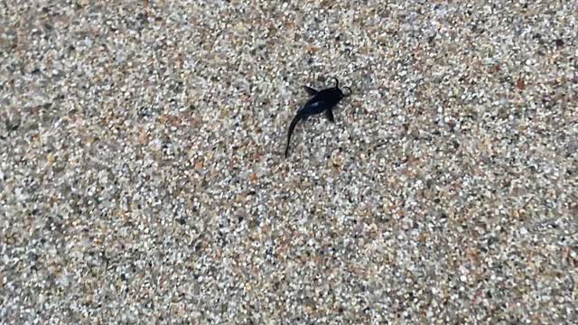 Baby Catfish at the Beach