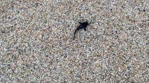 Baby Catfish at the Beach