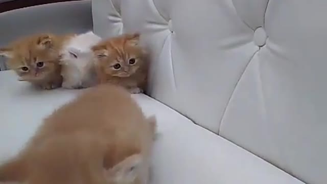 litter of cute kittens