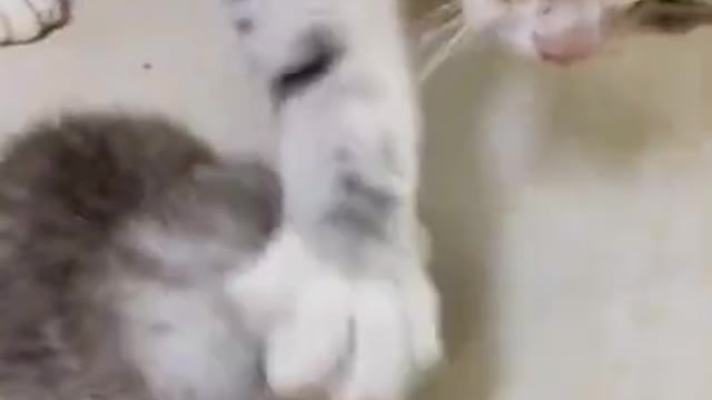 Baby cat tries to eat but momy does not let it.