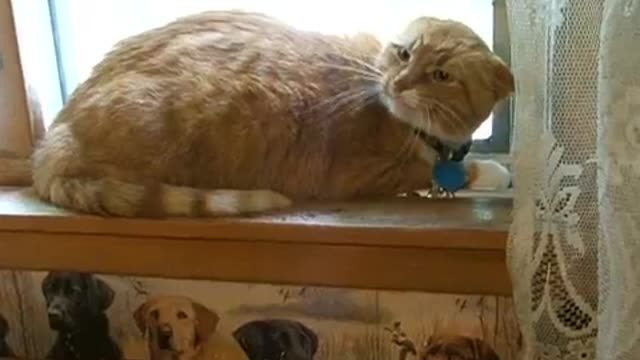 Orange Tabby Cat Mad when kitten moves in house