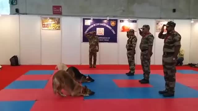 Dog training commando best video - part 1