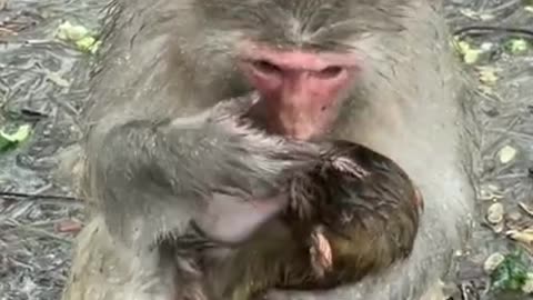 Cute Monkey China & Funny Love