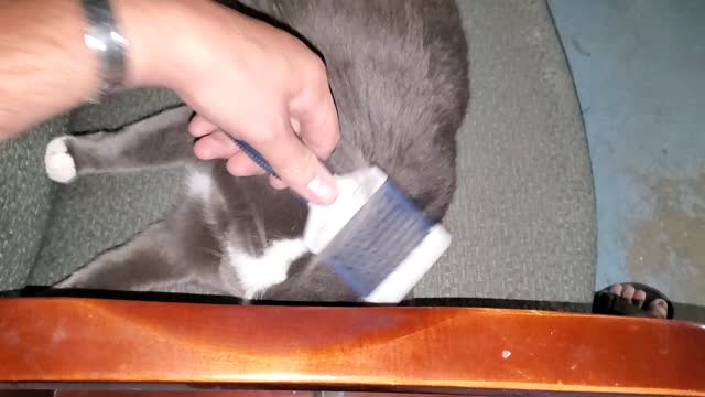 Ramona loves her brush...