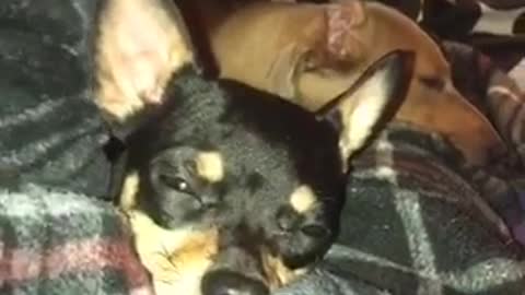 Small black dog hides when camera is in its face