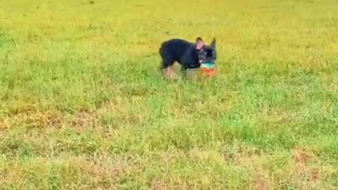 He runs really fast