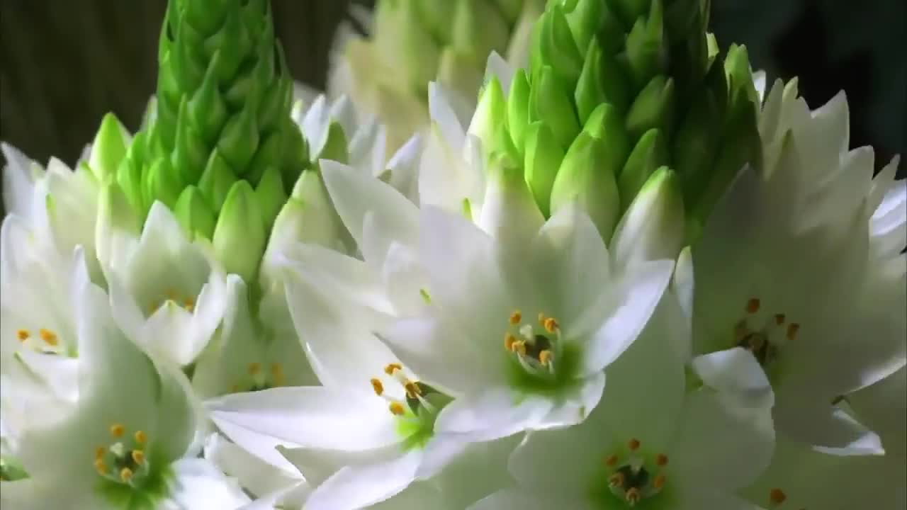 Spring flowers Inspiration of divine love Timelapse - Piano Instrumental Music