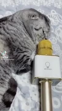 Best Cat Funny Videos / Smart Cute Cat Funny Video