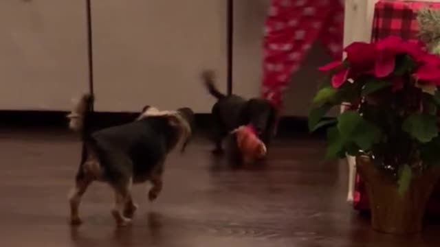 These two dogs, who had grown up together, were playing with their slippers