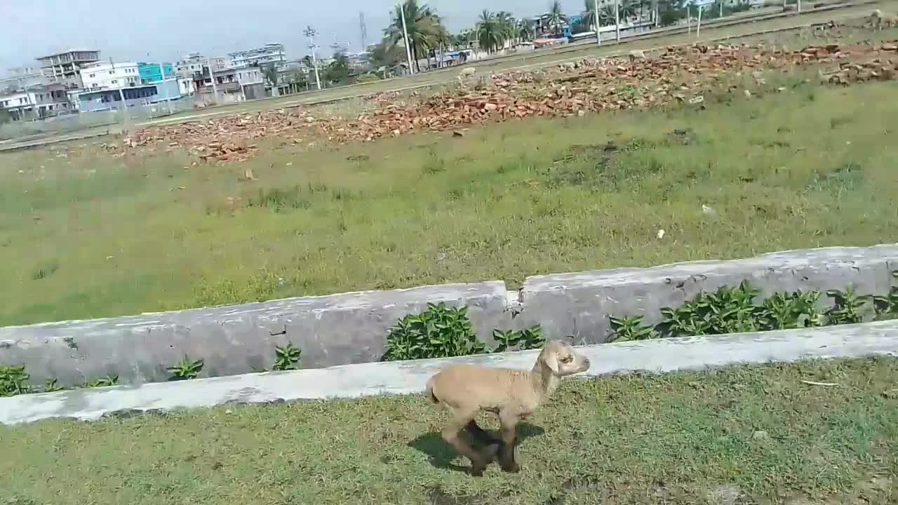 sheep child looking for motther at ssunny day