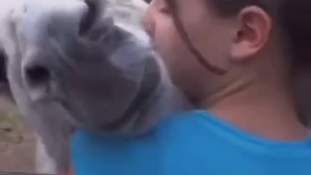 donkey reunited