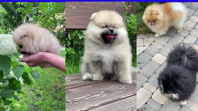 Compilation of Cute Puppies