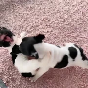 Look how the two puppy is pretending to fight