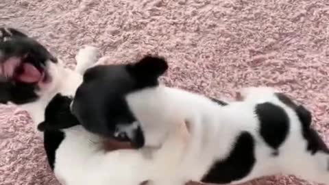 Look how the two puppy is pretending to fight