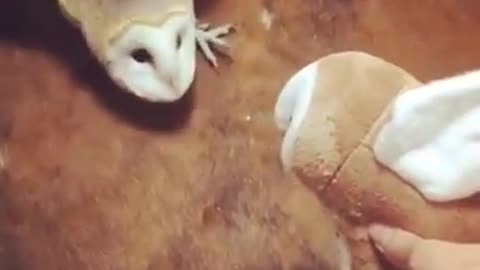 Barn owl vs barn owl plush!