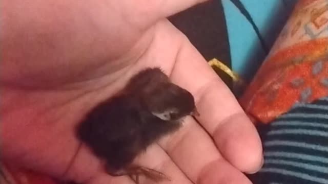 Baby Quail Invades My Shirt