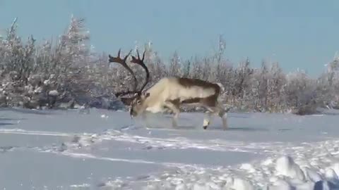 Yakut Deer. A Rare Video. Wildlife