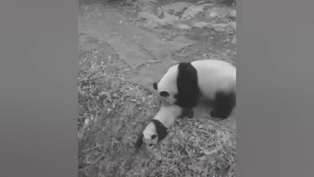 Funny Panda Videos