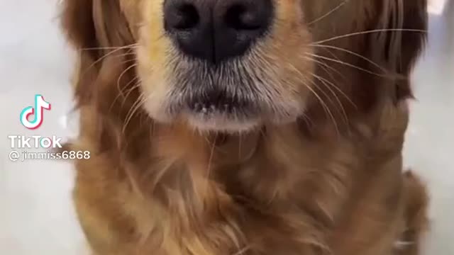 That how a dog learn to blow a wishtle