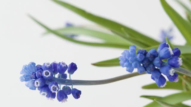 close-up-of-grape-hyacinths