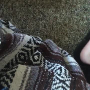 Husky Has The Best Surprise Face