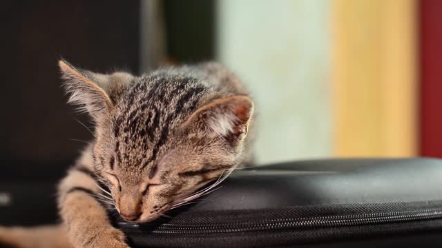 sleepy cat want to sleep on sofa