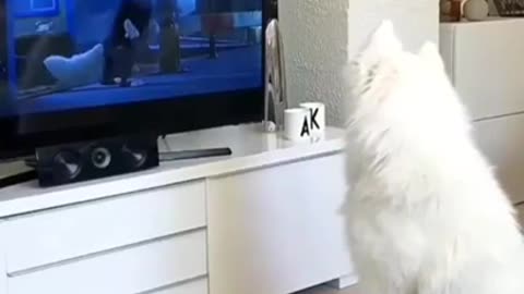 Amazing Dog Barking