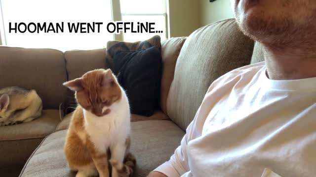 Hello its me Mr. Cat ( funny video)